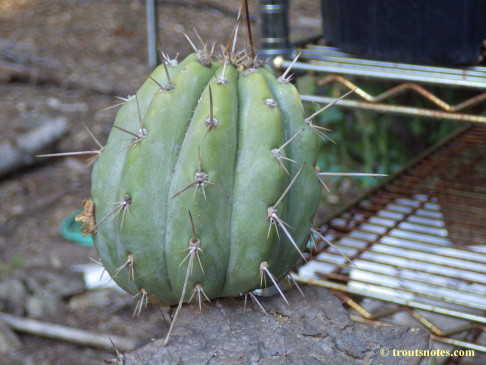 Trichocereus-peruvianus_Eltzner_17july2015_IMGP7076