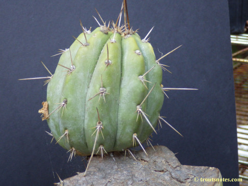 Trichocereus-peruvianus_Eltzner_17july2015_IMGP7077