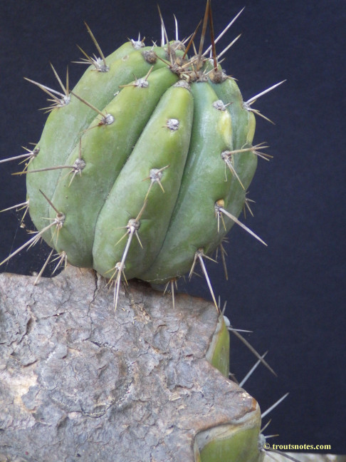 Trichocereus-peruvianus_Eltzner_17july2015_IMGP7083