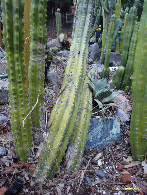 Trichocereus peruvianus (GF)