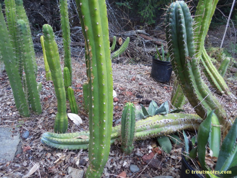 Trichocereus peruvianus (GF)