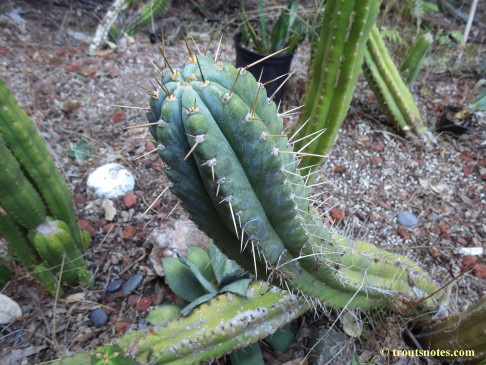 Trichocereus peruvianus (GF)