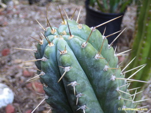 Trichocereus peruvianus (GF)