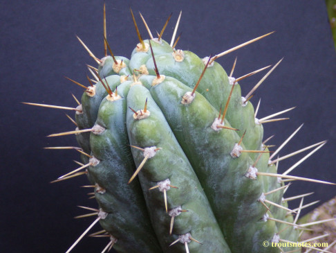 Trichocereus peruvianus (GF)