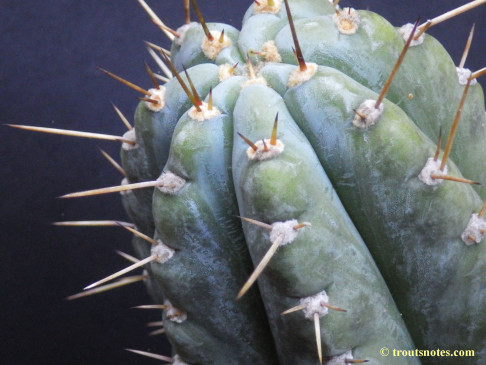 Trichocereus peruvianus (GF)