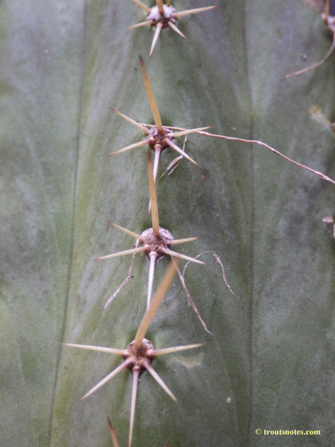 Trichocereus peruvianus (GF)