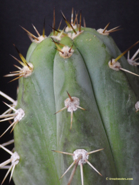 Trichocereus peruvianus (GF)