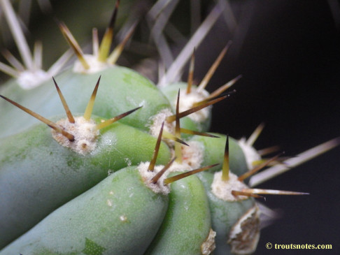 Trichocereus peruvianus (GF)