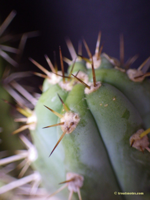 Trichocereus peruvianus (GF)