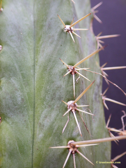 Trichocereus peruvianus (GF)