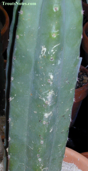 Trichocereus peruvianus KK242 forma Matucana from Knize