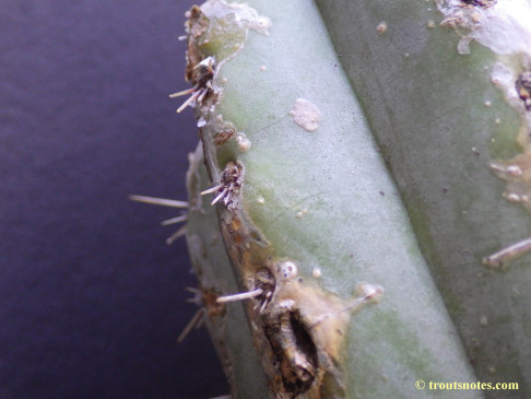 Trichocereus-peruvianus_from-Peru_03_23july2015_IMGP7424