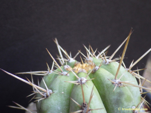 Trichocereus-peruvianus_from-Peru_03_23july2015_IMGP7427