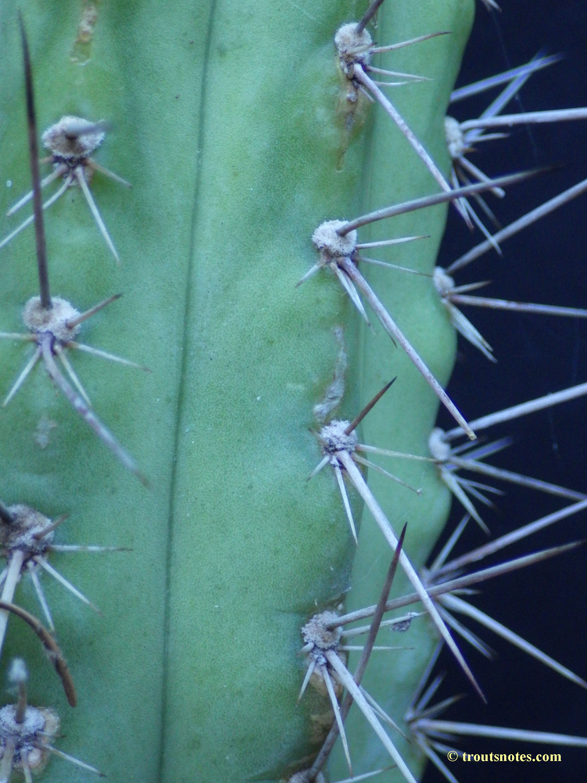 Trichocereus-tulhuayacensis_Knize_22july2015_IMGP7408 – Trout's Notes