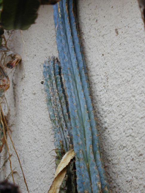 Trichocereus (GF) 2002