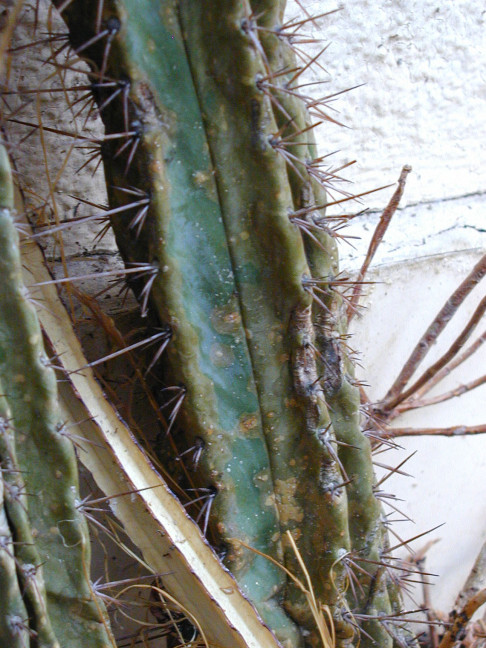 Trichocereus (GF) 2002