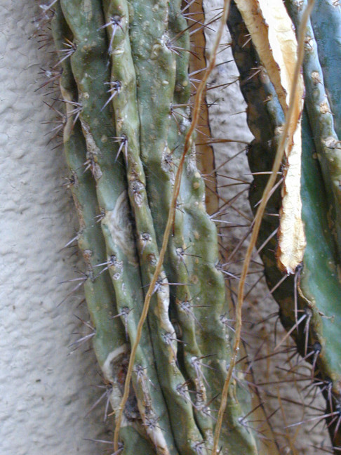 Trichocereus (GF) 2002