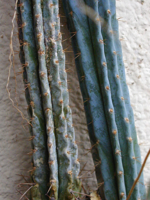 Trichocereus (GF) 2002