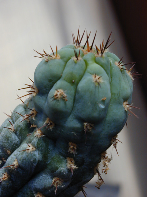 Trichocereus (GF) 2002