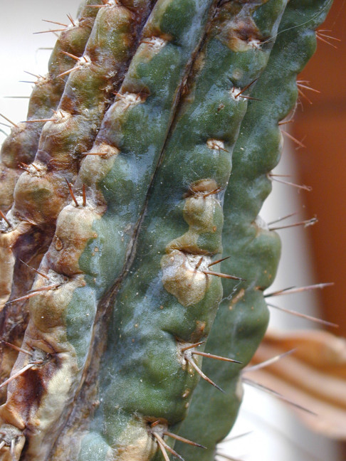 Trichocereus (GF) 2002