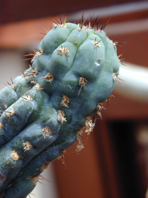 Trichocereus (GF) 2002