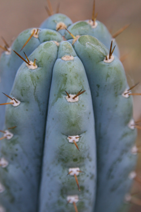 blue Trichocereus (GF) 2010