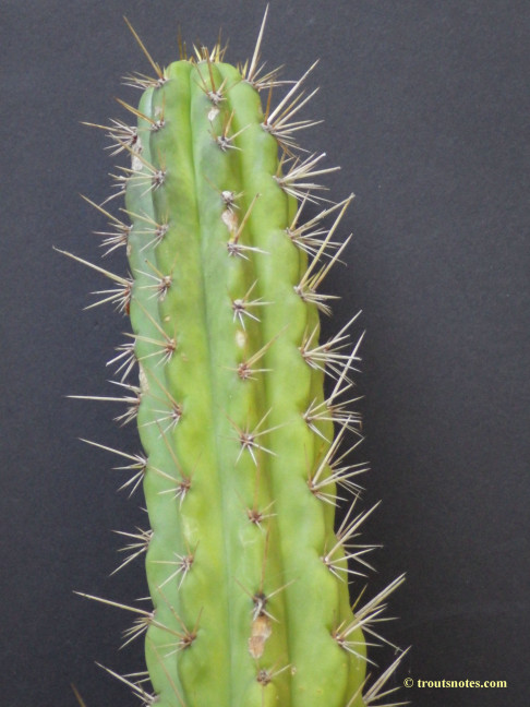 Trichocereus cuzcoensis (Eltzner via GF)