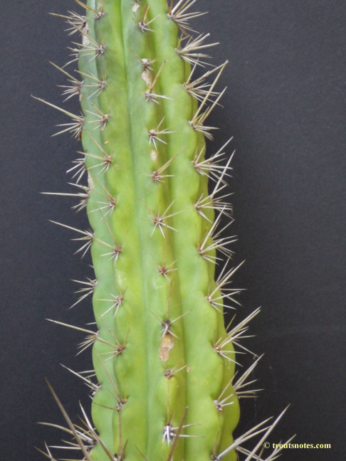 Trichocereus cuzcoensis (Eltzner via GF)
