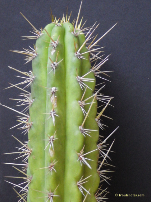 Trichocereus cuzcoensis (Eltzner via GF)