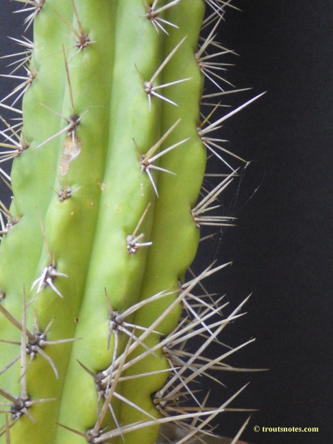 Trichocereus cuzcoensis (Eltzner via GF)