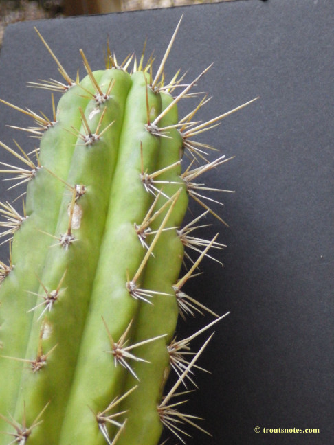 Trichocereus cuzcoensis (Eltzner via GF)