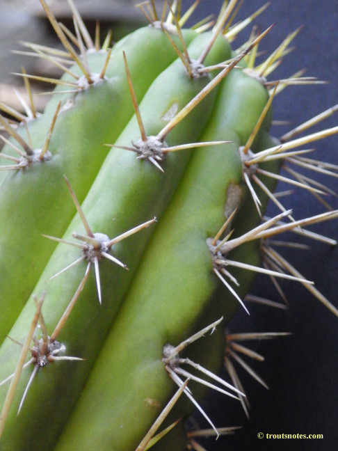 Trichocereus cuzcoensis (Eltzner via GF)