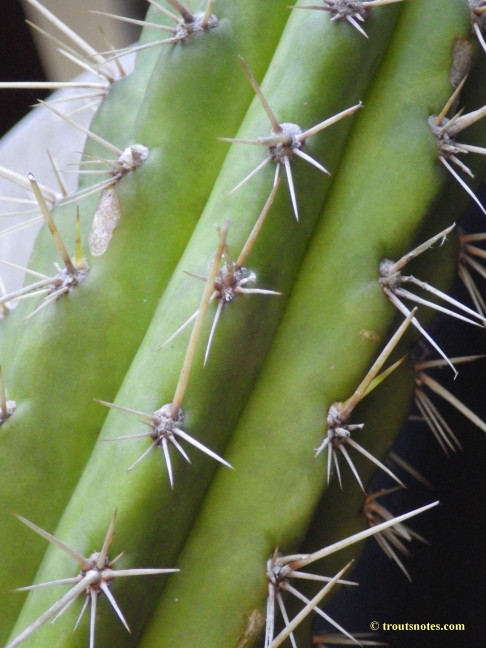 Trichocereus cuzcoensis (Eltzner via GF)