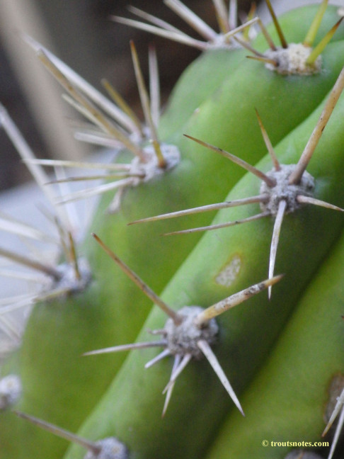 Trichocereus cuzcoensis (Eltzner via GF)