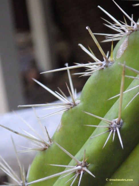 Trichocereus cuzcoensis (Eltzner via GF)