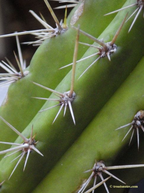 Trichocereus cuzcoensis (Eltzner via GF)