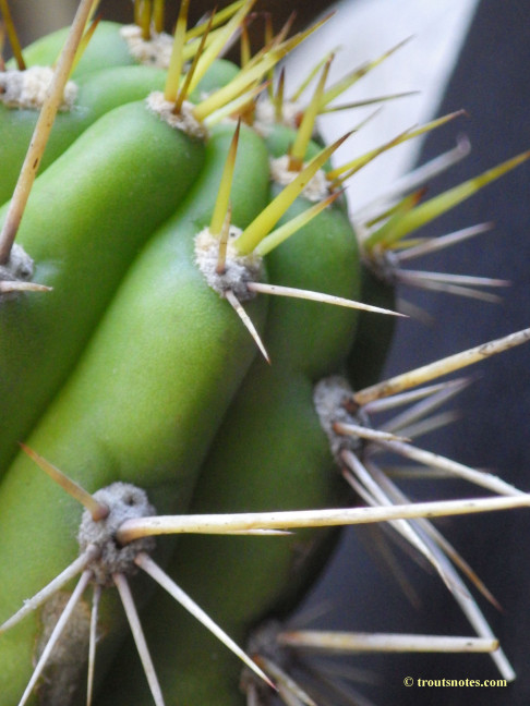 Trichocereus cuzcoensis (Eltzner via GF)