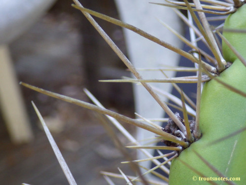 Trichocereus_cuzcoensis_Eltzner_GF_July2015_IMGP6718