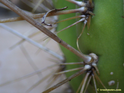 Trichocereus cuzcoensis (Eltzner via GF)