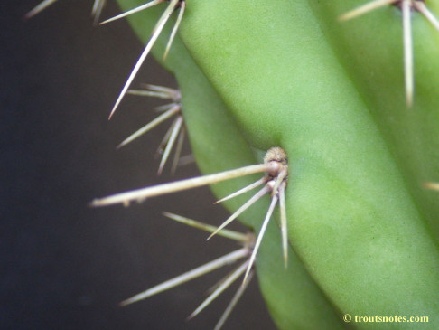 Trichocereus cuzcoensis (Eltzner via GF)