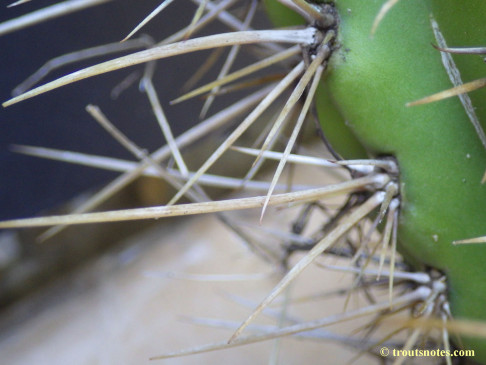 Trichocereus cuzcoensis (Eltzner via GF)