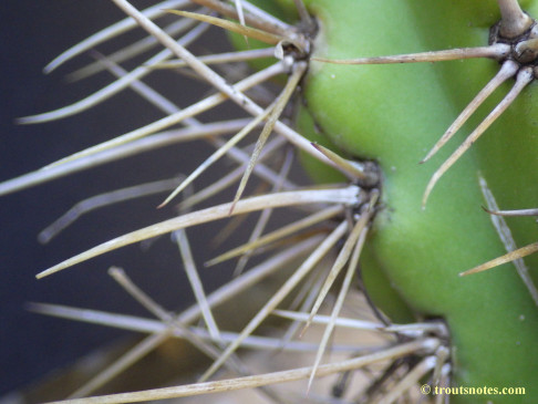 Trichocereus cuzcoensis (Eltzner via GF)