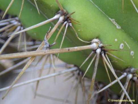 Trichocereus cuzcoensis (Eltzner via GF)