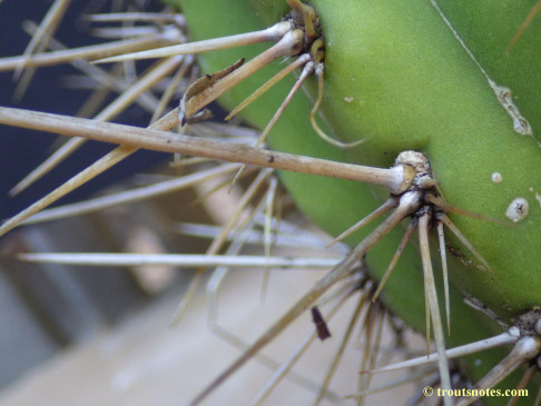 Trichocereus cuzcoensis (Eltzner via GF)