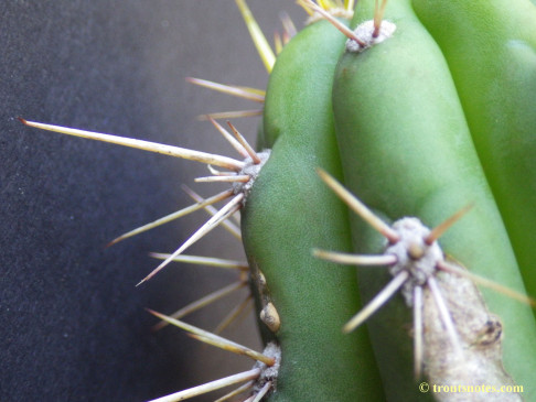 Trichocereus cuzcoensis (Eltzner via GF)