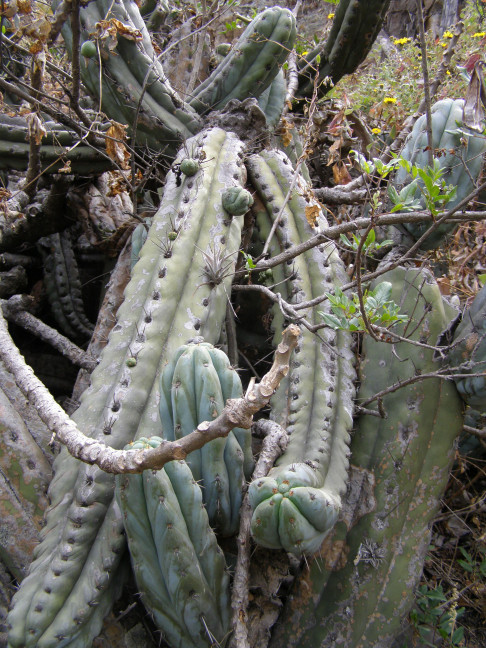Trichocereus peruvianus photographed near Matucana by Grizzly