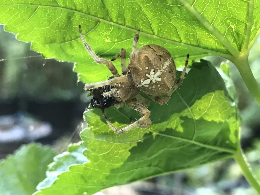 Araneus gemma Trout's Notes