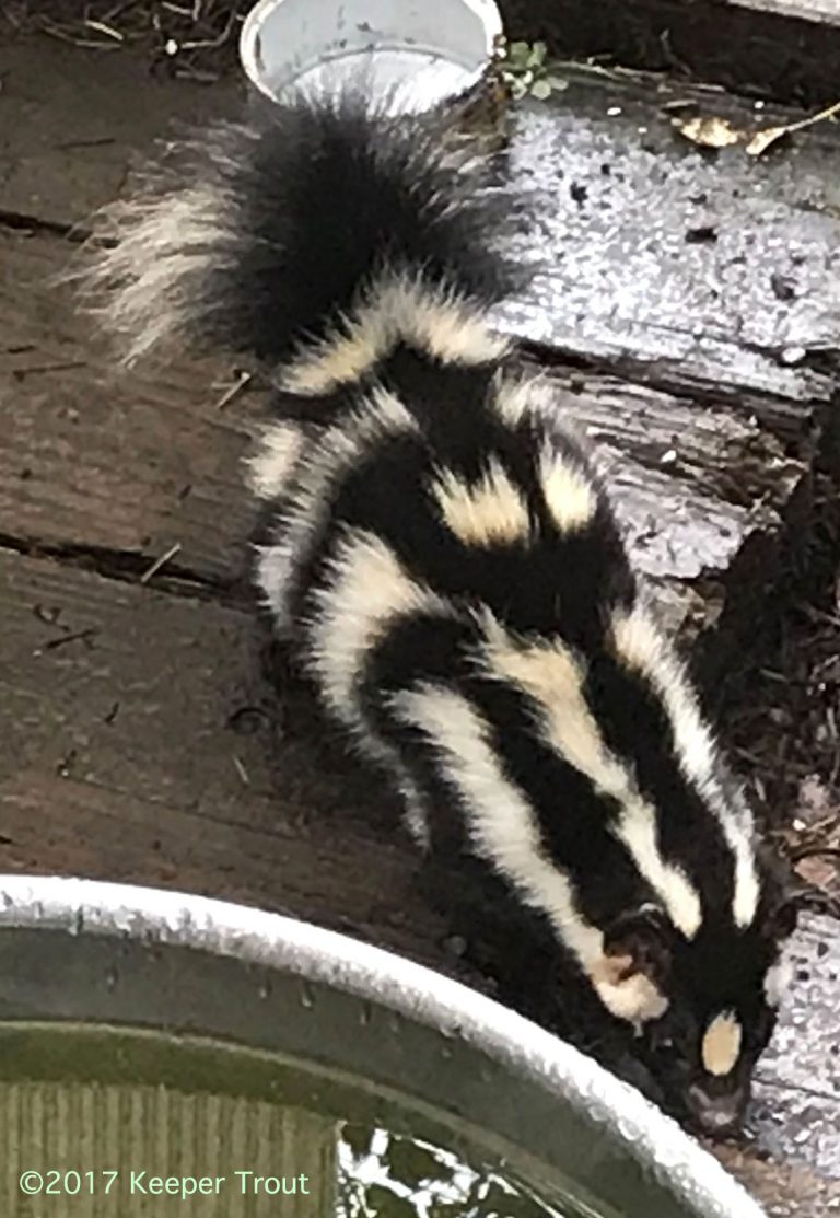 spotted skunk 28 apr 2018 – Trout's Notes