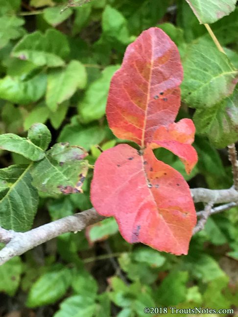 Rhus diversiloba AKA Poison oak