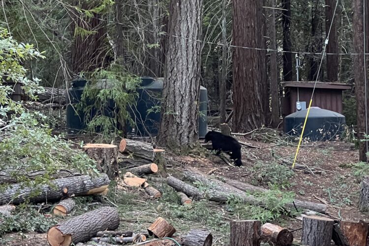 California black bear
